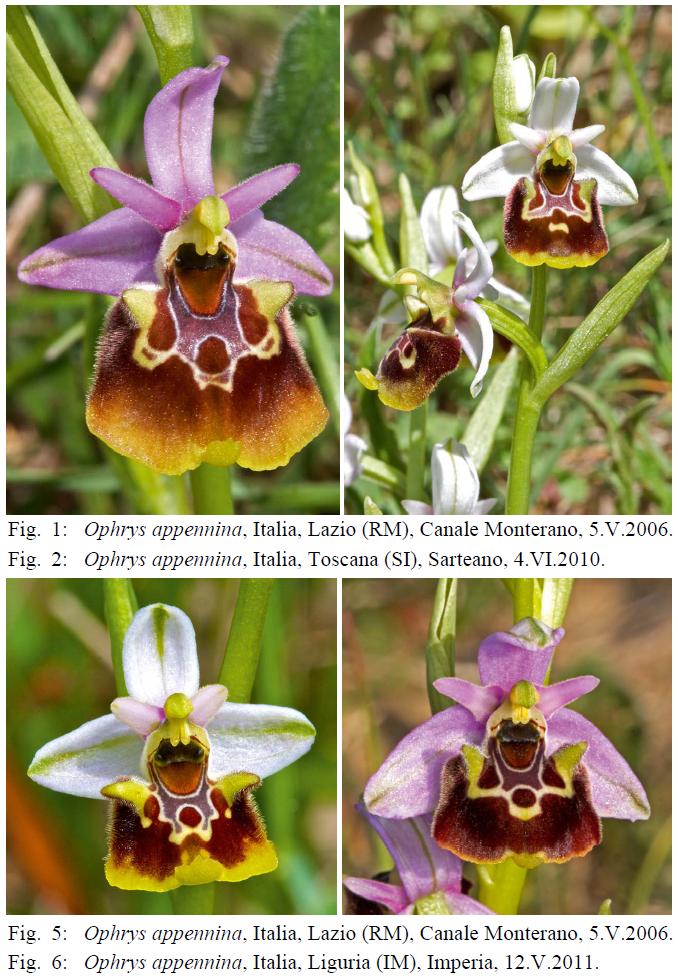 Ophrys appennina.JPG