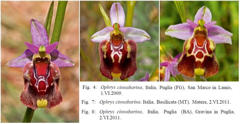 Ophrys cinnabarina.JPG