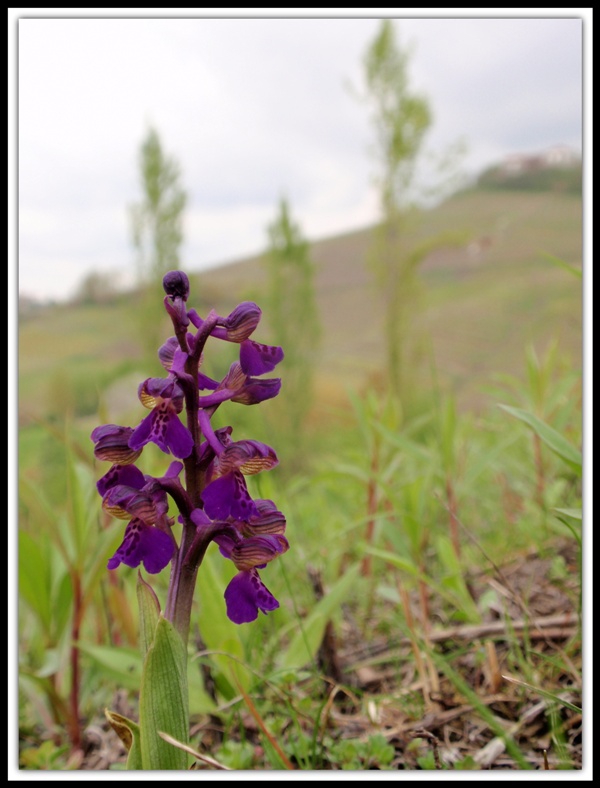 Anacamptis morio 6.JPG