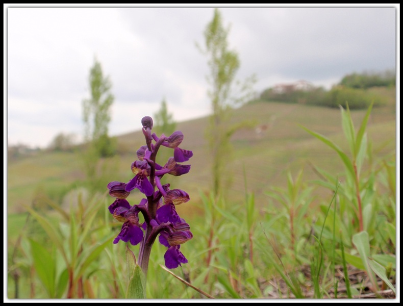 Anacamptis morio 7.JPG