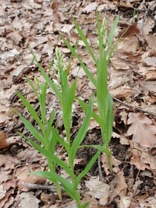 C.longifolia 5.jpg