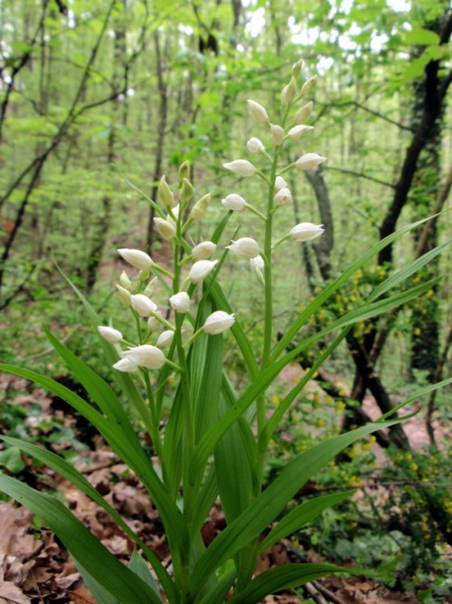 C.longifolia 4.jpg