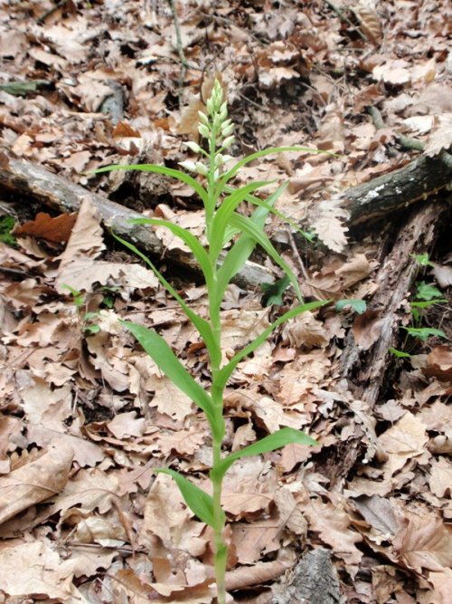 C.longifolia 7.jpg