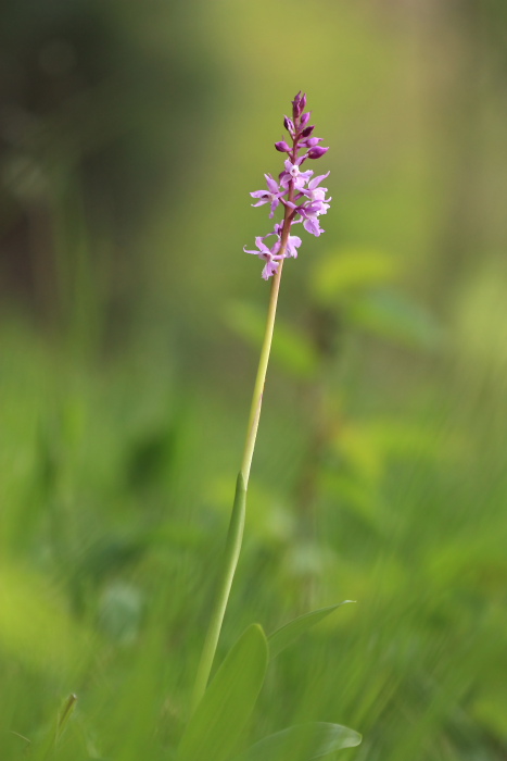 O. mascula speciosa.JPG