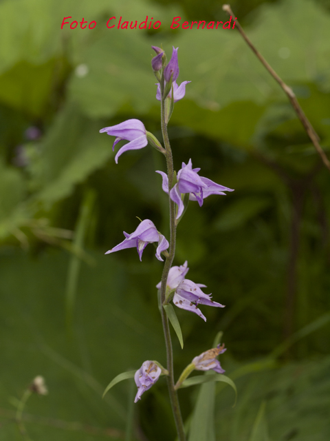 cephalanthera rubra.jpg