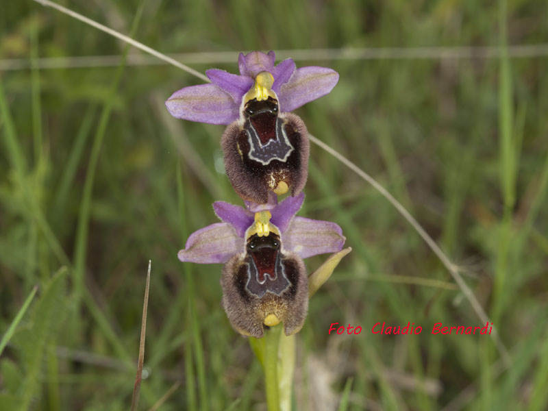 ibrido tenthredinifera x romolini.jpg