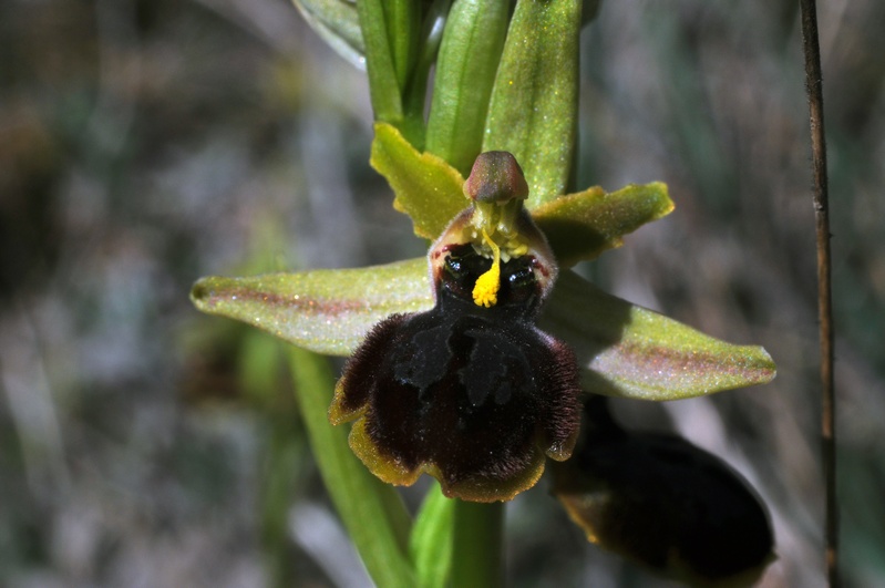 ophrys 5.jpg