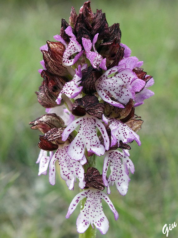DSCF4330.jpg