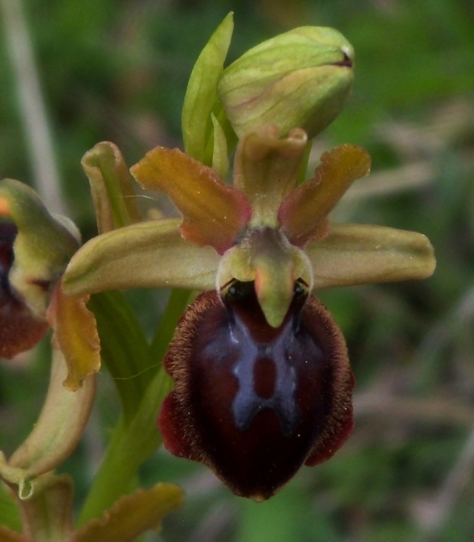 Ophrys sphegodes 1 (1).jpg