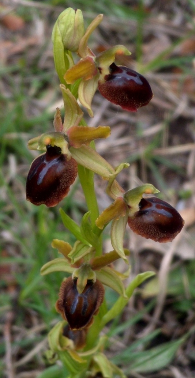 Ophrys sphegodes 1.jpg