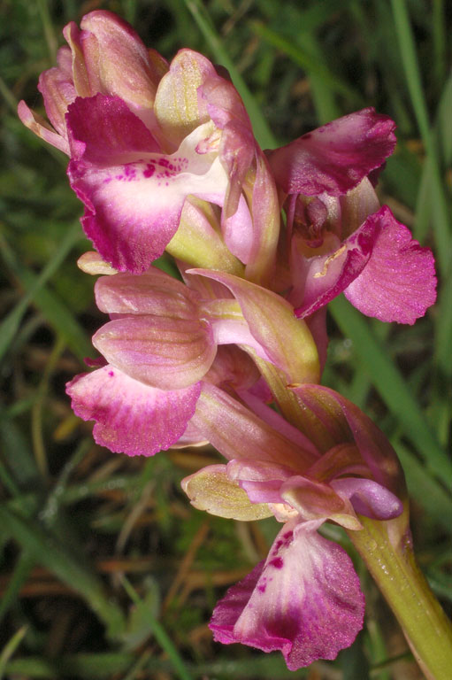 Anacamptis x santamariotae (1).jpg