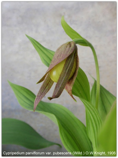 Cypripedium parviflorum var. pubescens.JPG