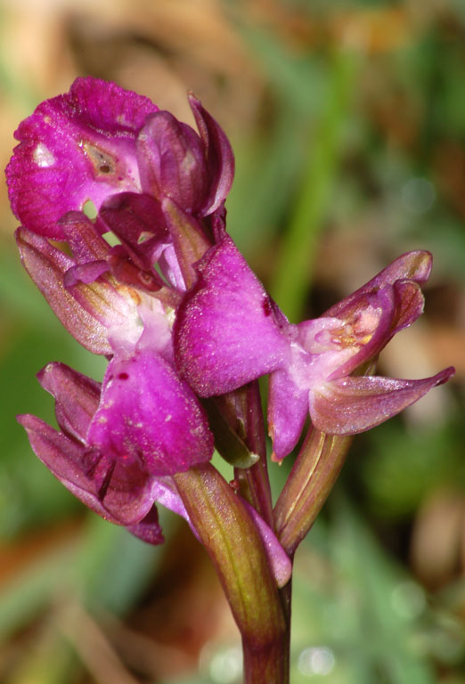 Anacamptis x santamariotae (2).jpg