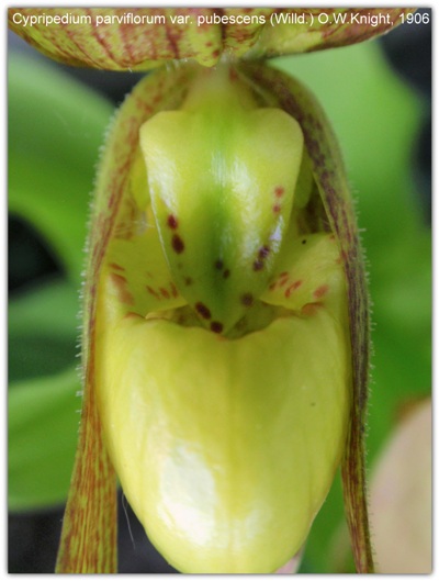Cypripedium parviflorum var pubescens.JPG