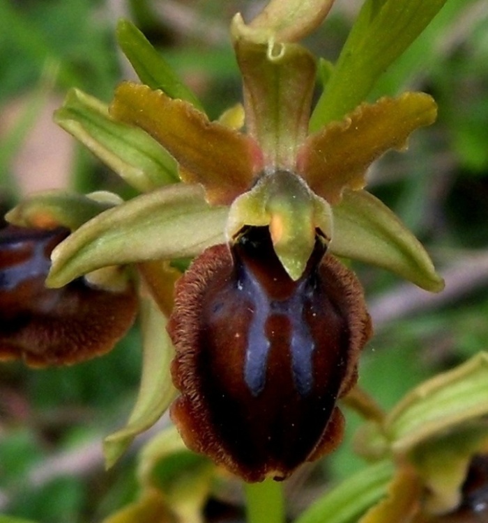 Ophrys sphegodes Cava di Boscofondo (7).jpg