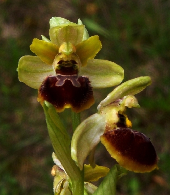 O. sphaegodes 2 (2).jpg