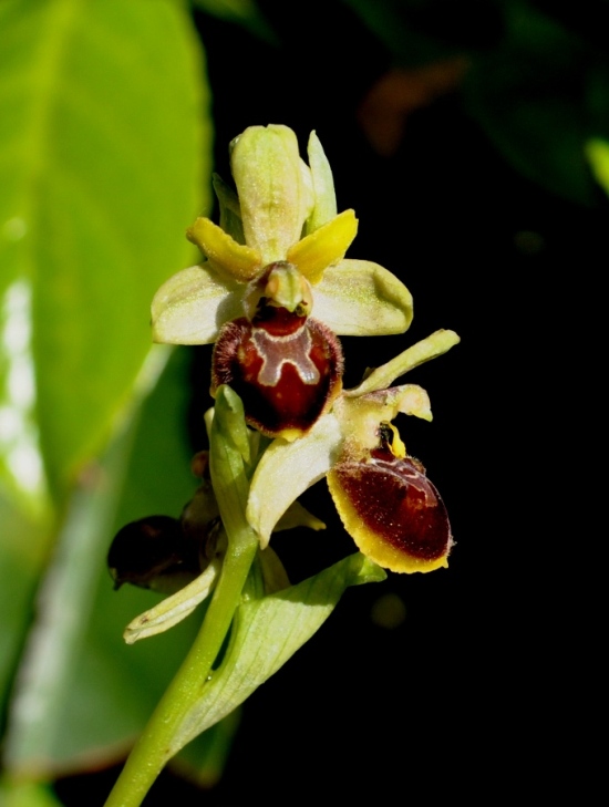 O. Sphegodes - Campi Solari.jpg