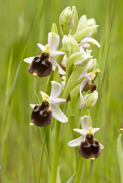 Ophrys 9040.jpg
