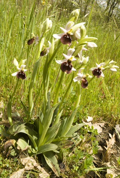 Ophrys 9149.jpg
