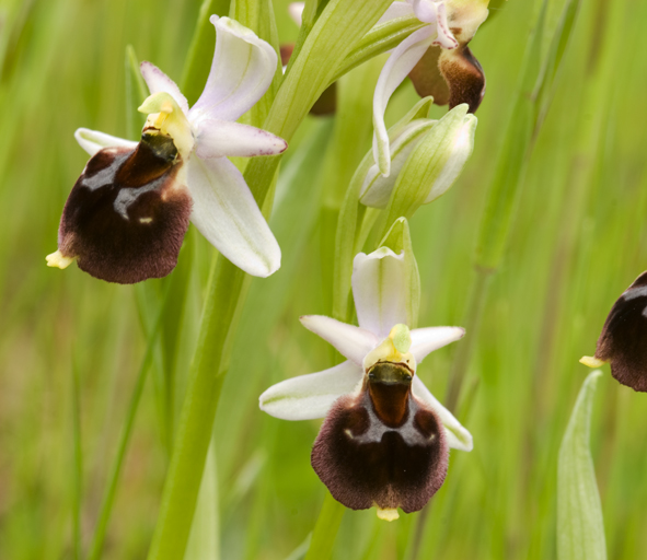 Ophrys 9102.jpg