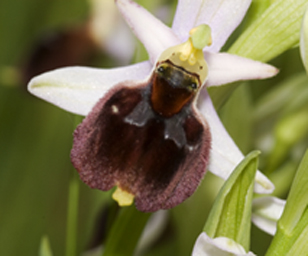 Ophrys  910.jpg