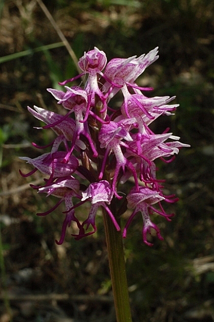Orchis simia 5817.JPG