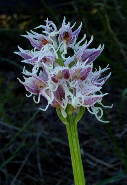 Orchis simia 5814 - Copia.JPG