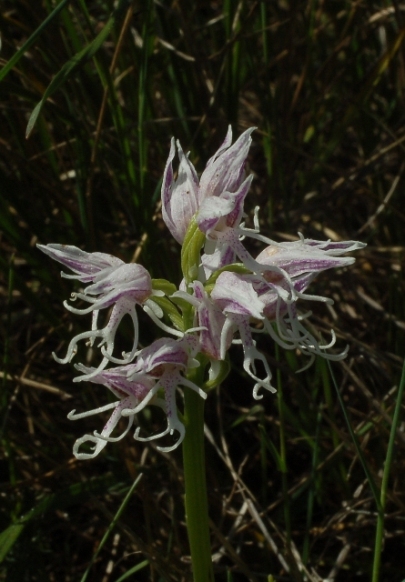 Orchis simia 5815 - Copia.JPG