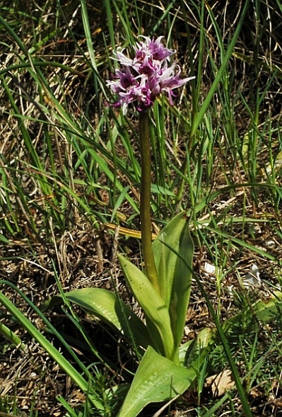 Orchis simia 5807 - Copia.JPG