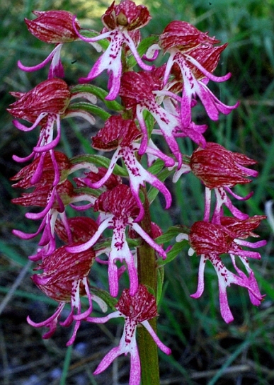 Orchis purpurea x O. simia 5823 - Copia.JPG