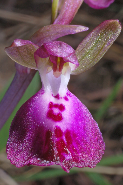 Anacamptis x santamariotae (10).jpg