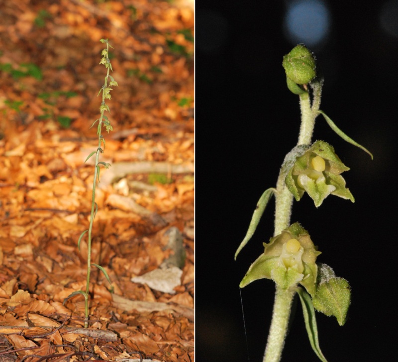 Epipactis microphylla.jpg