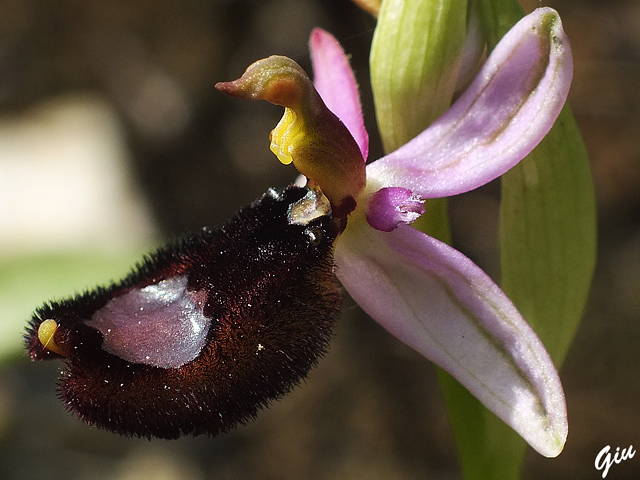 DSCF5375.jpg