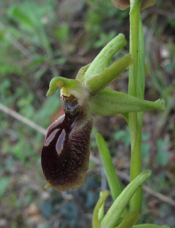 Ophrys archipelagi 1.jpg