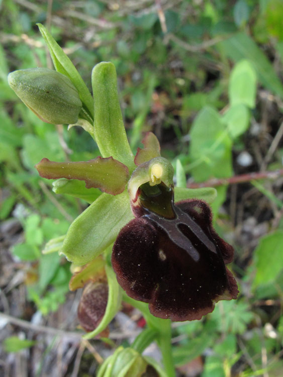Ophrys montenegrina 3.jpg