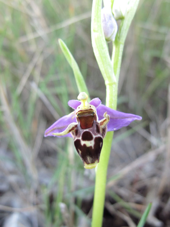 Ophrys rhodostephane 4.jpg
