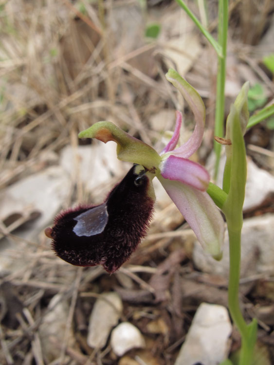 Ophrys romolinii 3.jpg