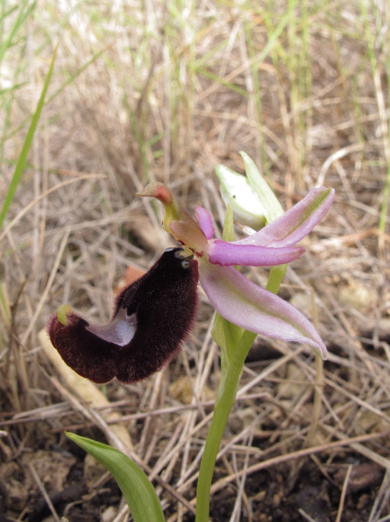 Ophrys romolinii 4.jpg