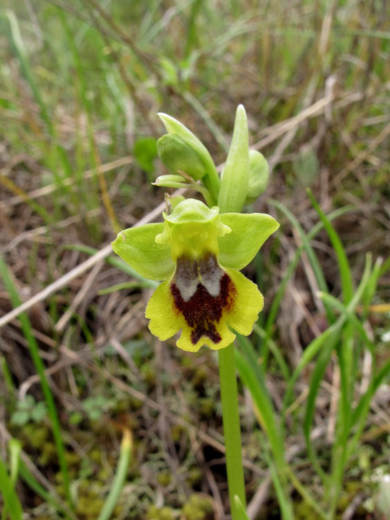 Ophrys sicula 1.jpg