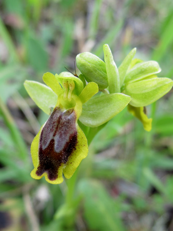 Ophrys sicula 2.jpg