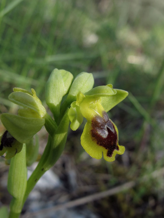 Ophrys sicula 3.jpg