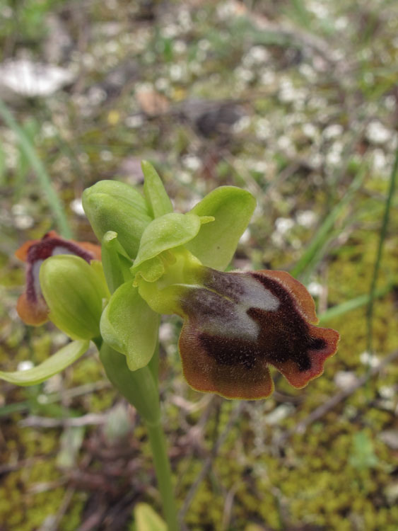 Ophrys melena 1.jpg