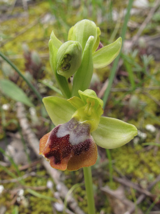 Ophrys melena 2.jpg