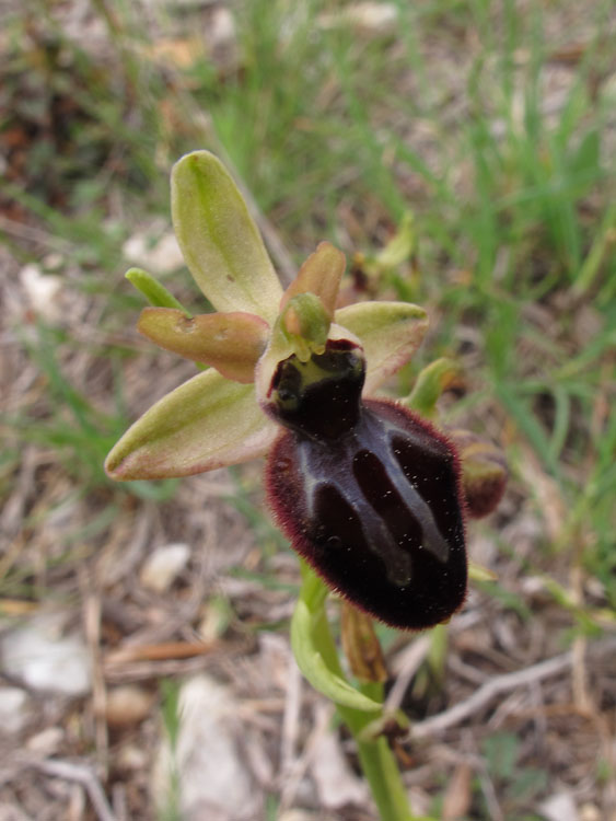 Ophrys exaltata archipelagi x Ophrys incubacea.jpg