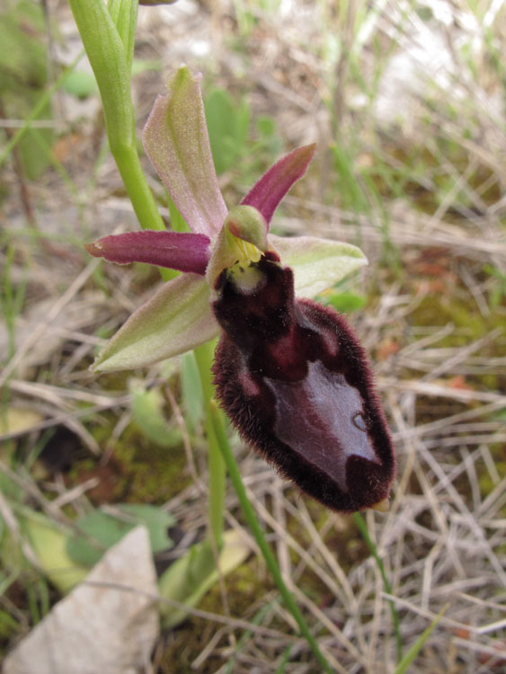 Ophrys incubacea x Ophrys romolinii 1.jpg