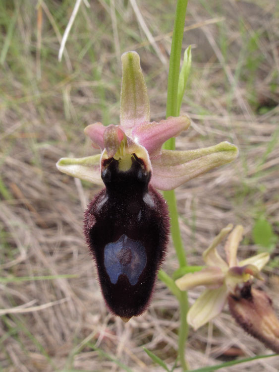 Ophrys incubacea x Ophrys romolinii 2.jpg