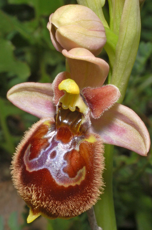 Ophrys xheraultii (18).jpg