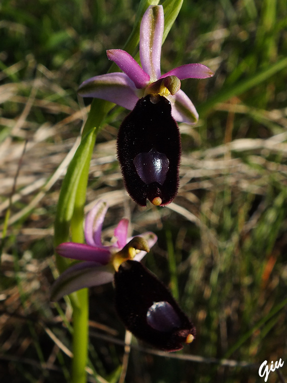 DSCF5784.jpg