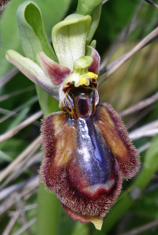 Ophrys xheraultii (21).jpg