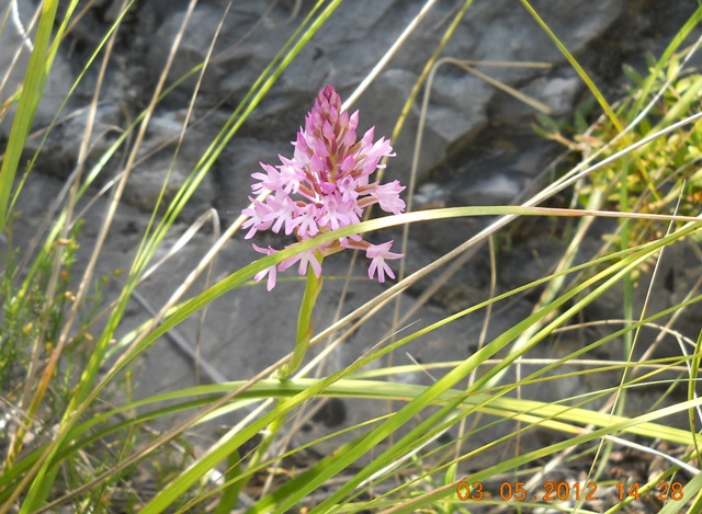 palmaria 03052012 055.jpg